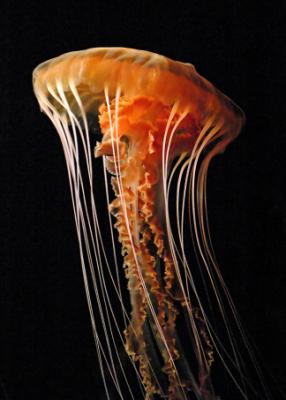 orange sea nettle