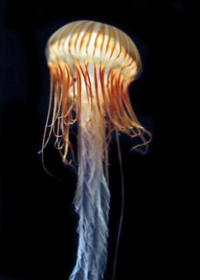 night jelly