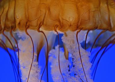 u47/ninadartworks/medium/30274631.jellyfishmacro.jpg