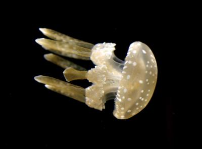 The Jellyfish