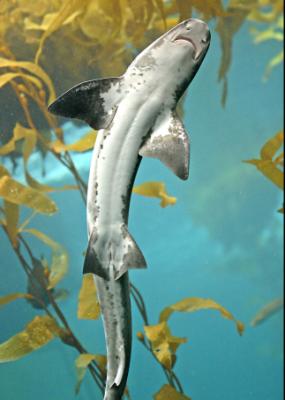 u47/ninadartworks/medium/30274694.leopardshark2.jpg