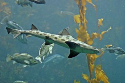 u47/ninadartworks/medium/30274695.leopardshark1.jpg
