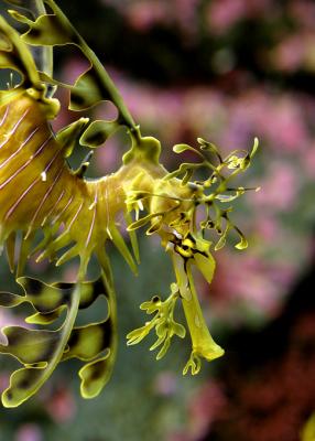 The Sea Dragons