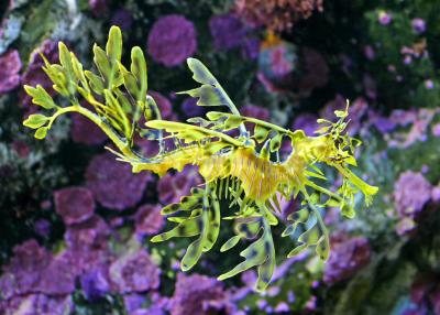 The Sea Dragons
