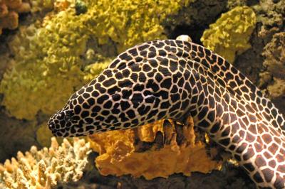 The Eels