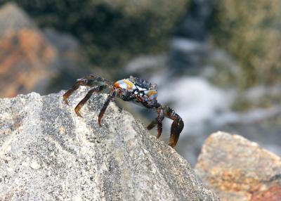 u47/ninadartworks/medium/30275717.bluecrab1.jpg