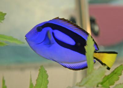 Ninad's Aquarium