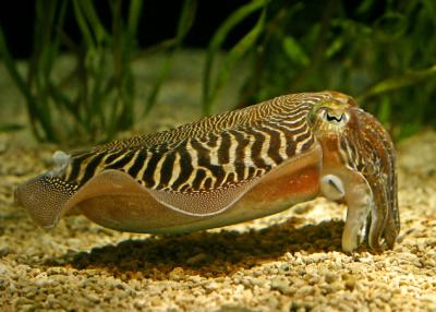 u47/ninadartworks/medium/30275719.cuttlefish2.jpg