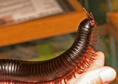 giant millipede 3