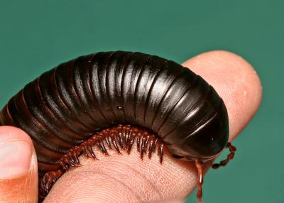 giant millipede 2