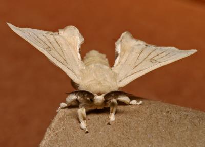 silk moth 2