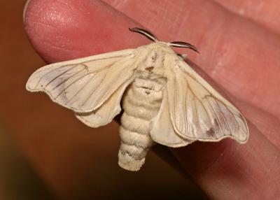 silk moth 3