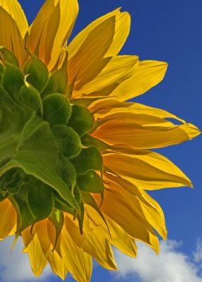 Yellow Sunflower 3