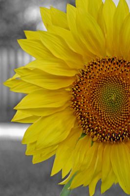 Yellow Sunflower 2