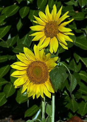 couple of sunflowers