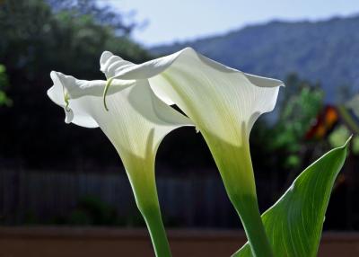 Calla twins