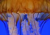 jelly fish macro