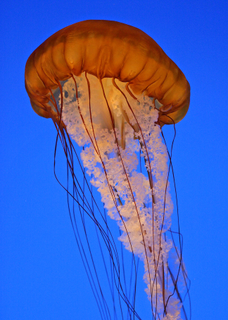 chrysora jelly