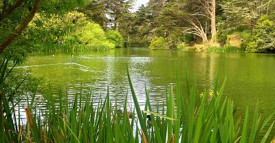 Golden Gate Park