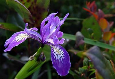 Oregon Iris