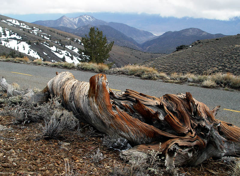 Bristlecone Pine 2
