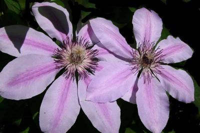 u47/nnye/medium/30129778.Clematis061304821.jpg