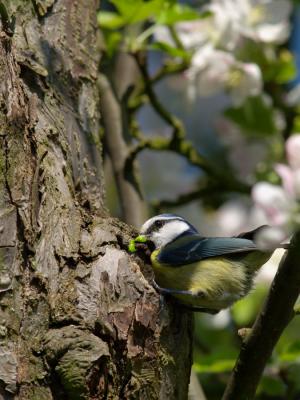 u47/noddingdogbob/medium/30088804.BlueTit.jpg