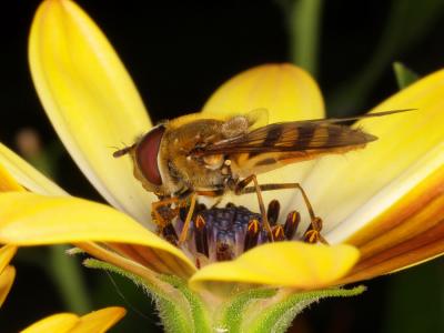Hover-Fly  (Syrphus-ribesii) 07