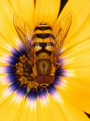 Hover-Fly  (Syrphus-ribesii) 4