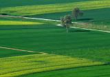 Fields