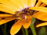 Hover-Fly  (Syrphus-ribesii) 3
