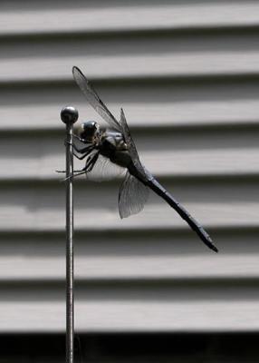 DragonFlyJCar.jpg