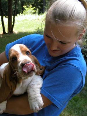 Frank, the Basset Hound puppy