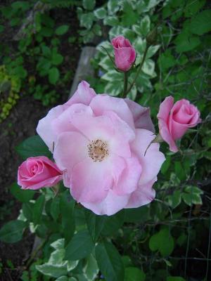 Fenway Rose