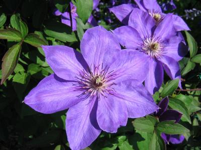 Clematis