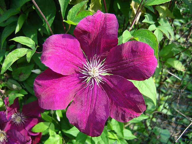 boston clematis01.jpg