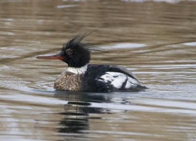 ToppetSkalleSluger male