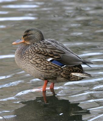 GraaAnd female