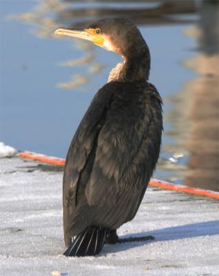 Skarv juv