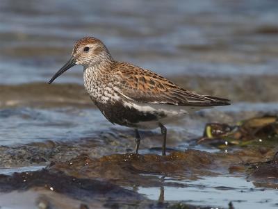 Almindelig Ryle (Calidris alpina)