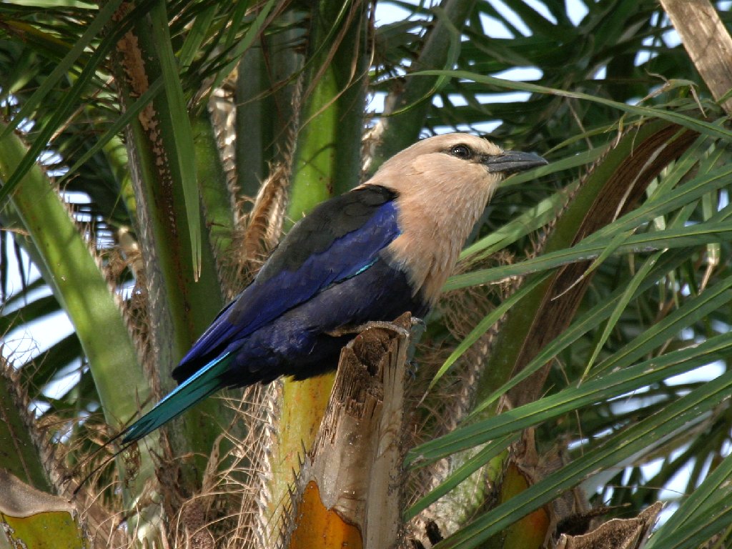 Blue-bellied Roller.1024x768.