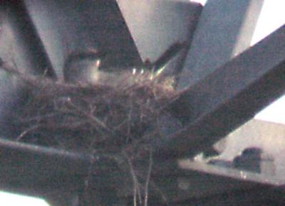 Western Kingbird - 6-18-04 Ensley nest