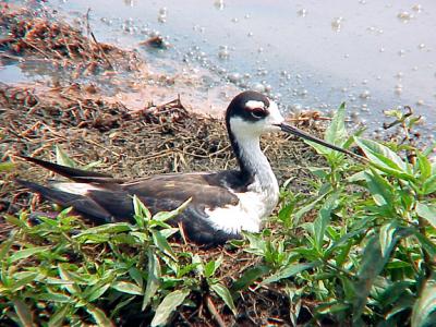 BNS -6-26-04  Female on nest