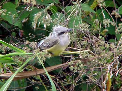 Western Kingbird  - fledgling - MS 6-26-04 -1