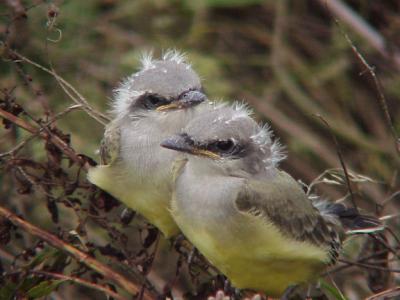 Western Kingbird - MS pair fledglings 6-24