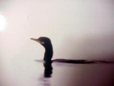 Neoptropic Cormorant - Arkansas' First