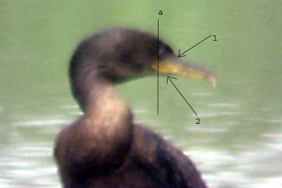 Neotropic Cormorant - -