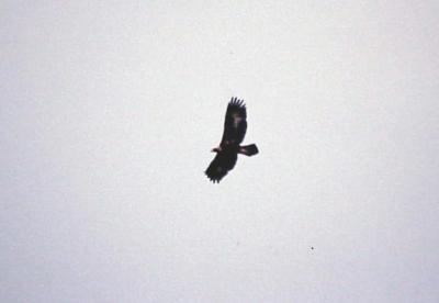 Golden Eagle - immature - Reelfoot 2002.