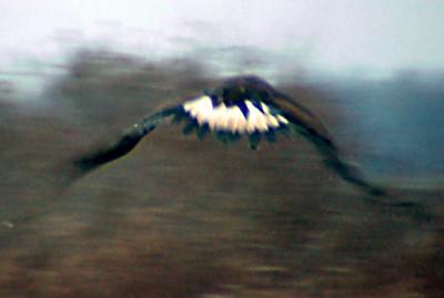 Golden Eagle - Reelfoot - 2-20-05 - flight 