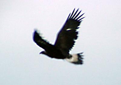 Reelfoot Golden Eagles